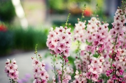 三亚旅游最佳季节（三亚旅游什么季节）