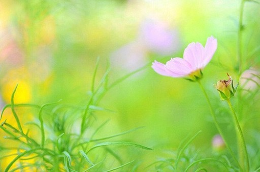 关于红虎正版资料免费公开的全面释义、解释与落实的文章，红虎正版资料全面公开，释义、解释与落实措施详解