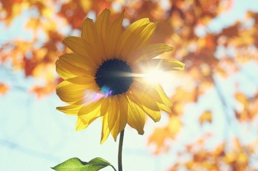 澳门芳草地全面释义、解释与落实——走进官方网址的世界，澳门芳草地全面解读，释义、解释与落实——官方网址深度探索